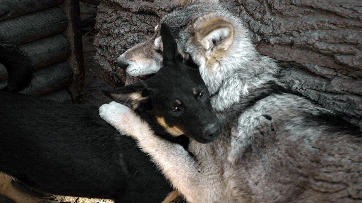 анималс дзен рассказ