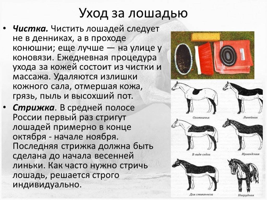 Уход за лошадьми: инвертарь и средства купить в магазине equine-house