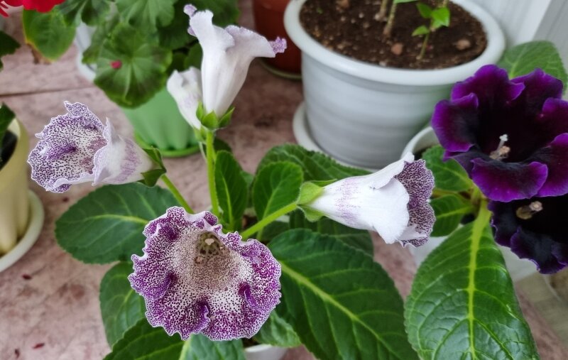 Глоксиния из семян