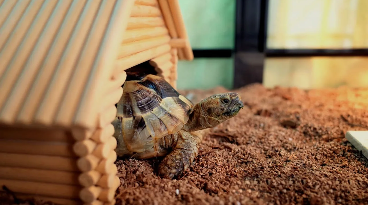 фото из сети интернет