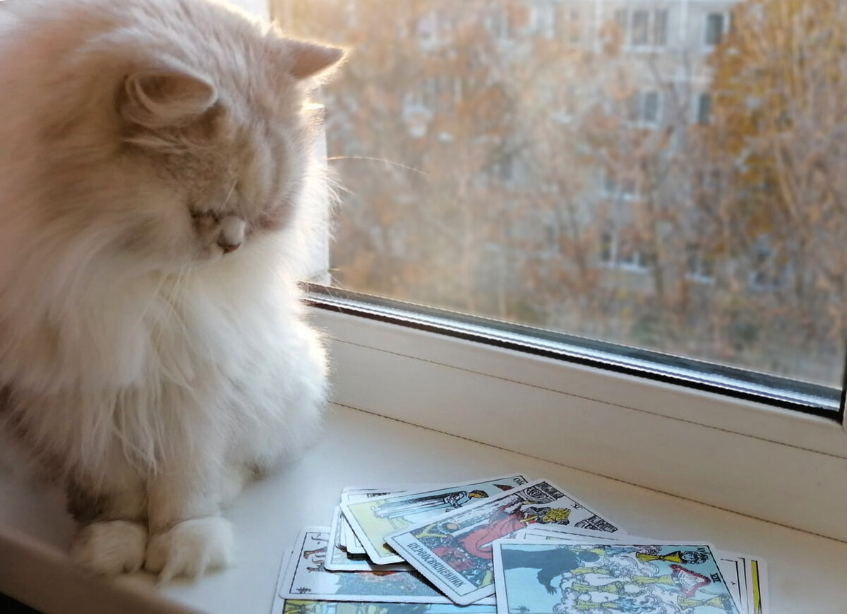 Серая кошка в осеннем настроении и карты Таро. Фото автора