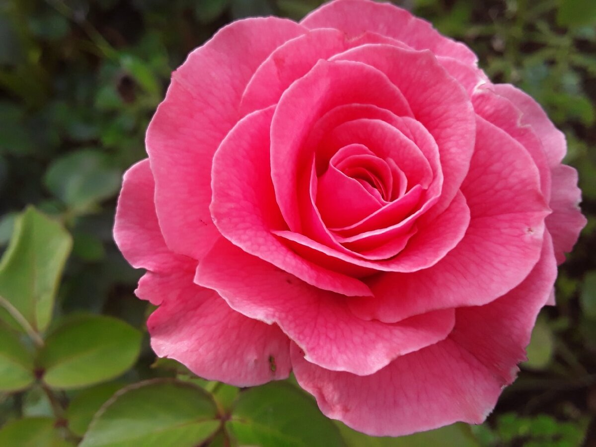 Чайно-гибридная роза, сорт Tickled Pink