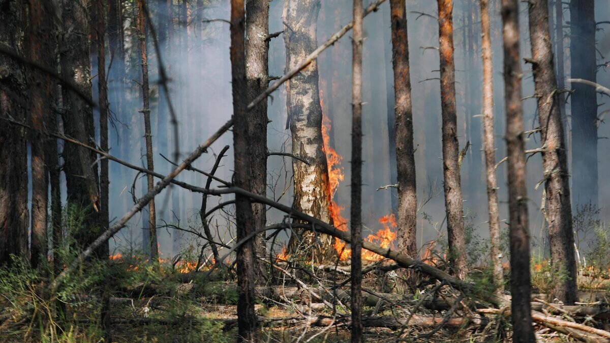    Пожар в лесном массиве © РИА Новости / Анастасия Макарычева