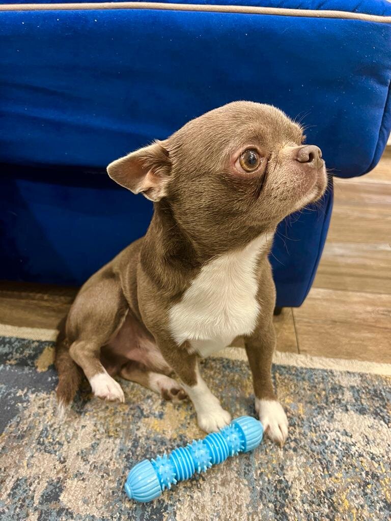 Мой любимый четвероногий младший член семьи с новой игрушкой, которую купили на Wildberries. Артикул: 101405233