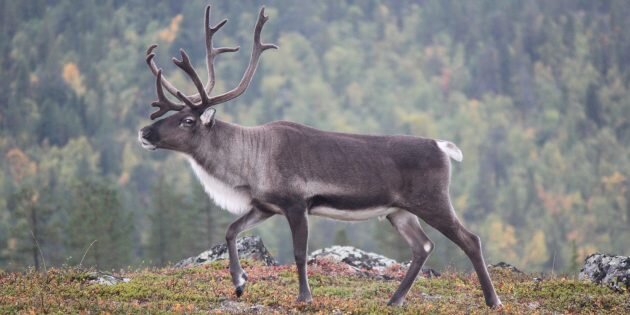 Изображение: Tania Malréchauffé / Unsplash📷
