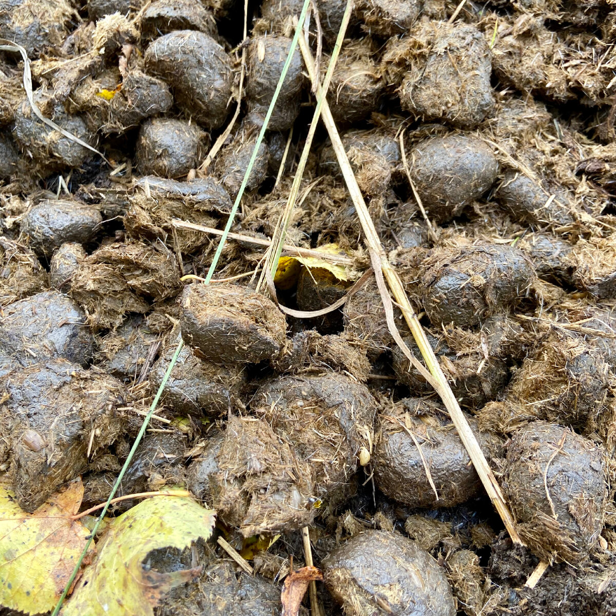 Перегной. Конский навоз удобрение. Конский навоз. Удобрение от знатного фермера. Конский навоз под розами.