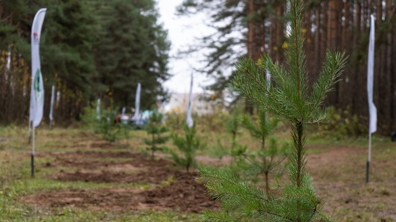 В парке Драгунова в Ижевске высадили новую сосновую аллею