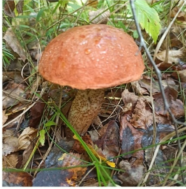 Найденный гриб
