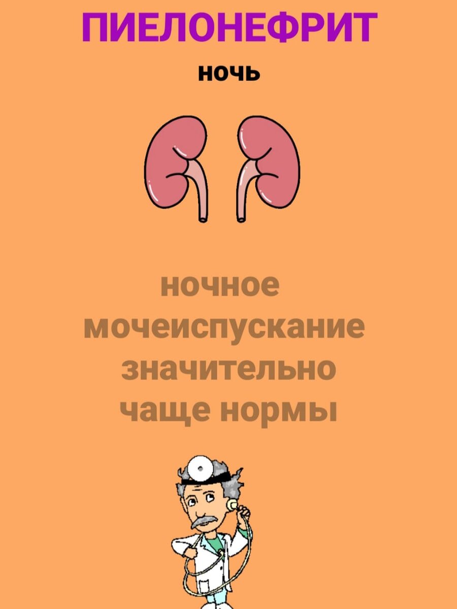 Воспаление почек по времени суток | Кратко. По сути | Дзен