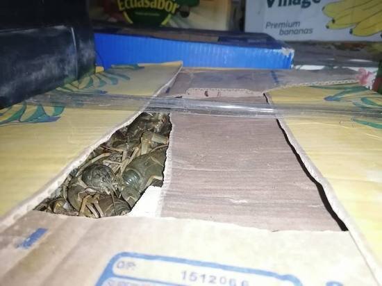     Двое астраханцев хранили в гараже крупную партию раков / Пресс-служба УМВД России по Астраханской области