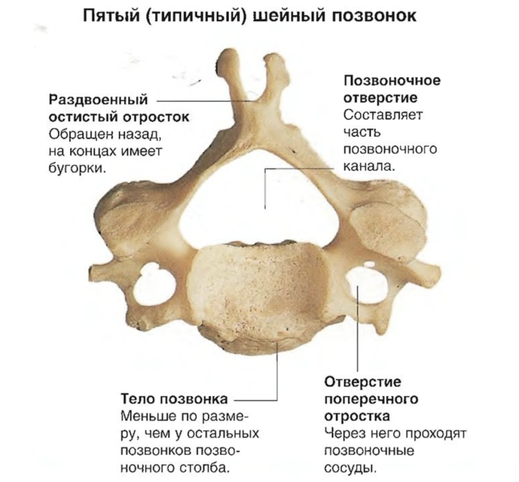 Строение шейного отдела