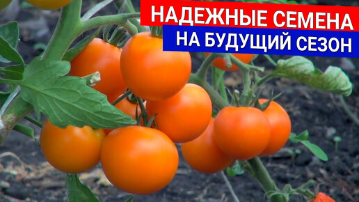 Надежные семена на будущий сезон