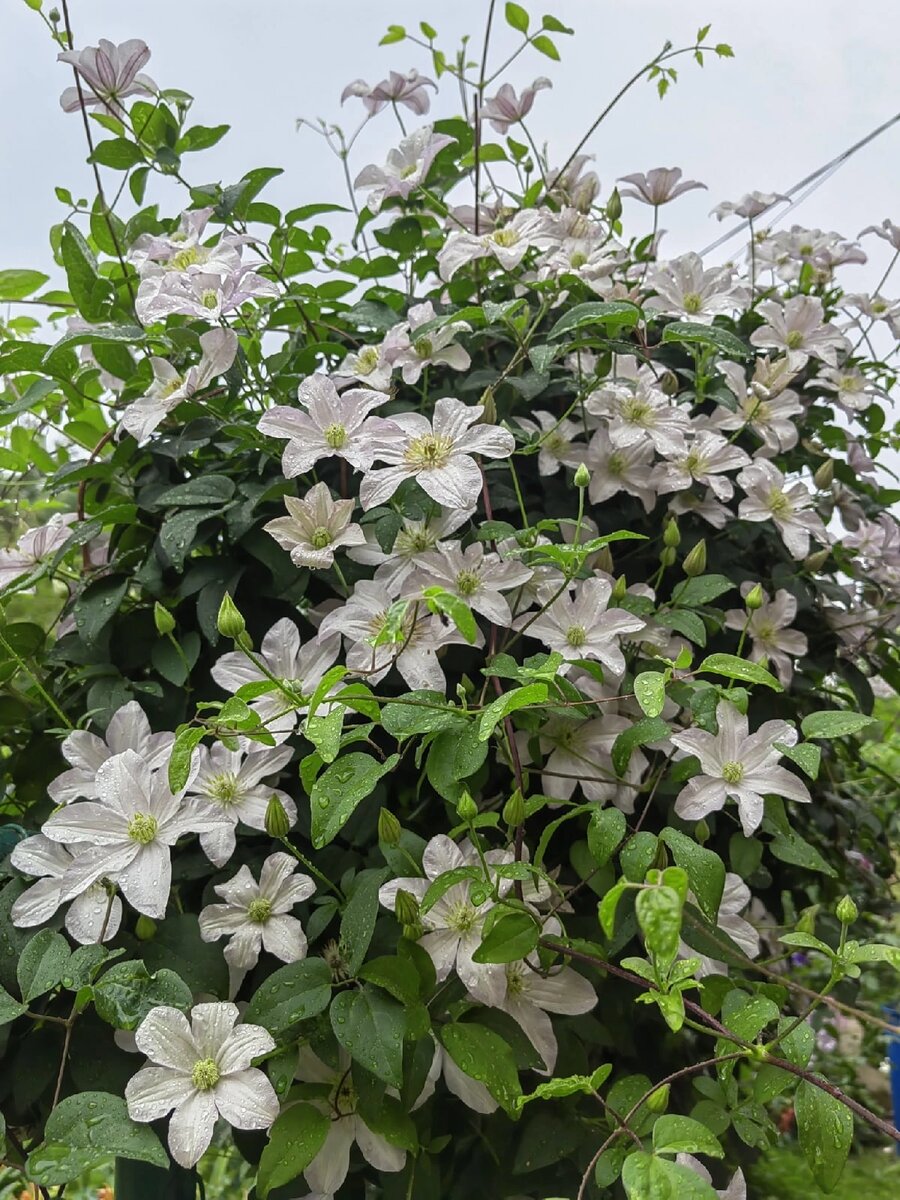 Clematis 'Huldine' Clematis pflanzen, Clematis, Kübelpflanzen