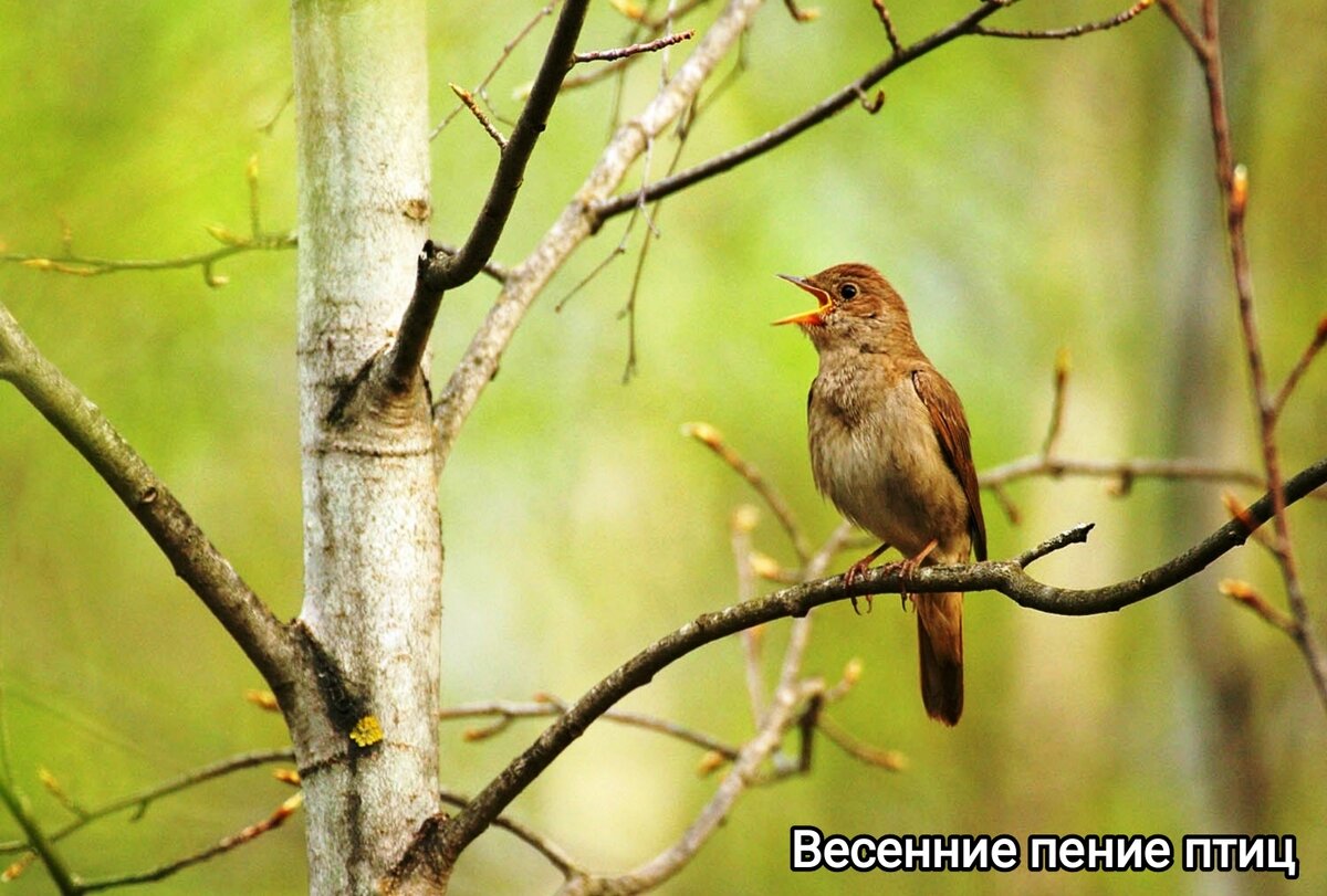 Весенние пение птиц