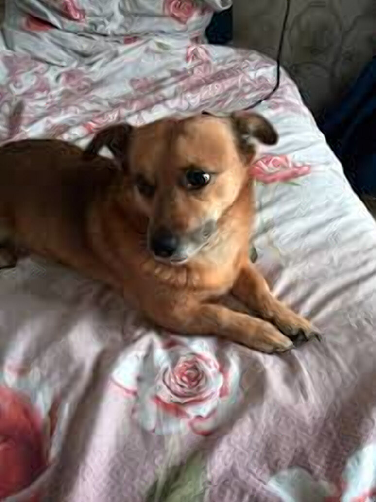 Фото: Facebook (родной брат Пусика)