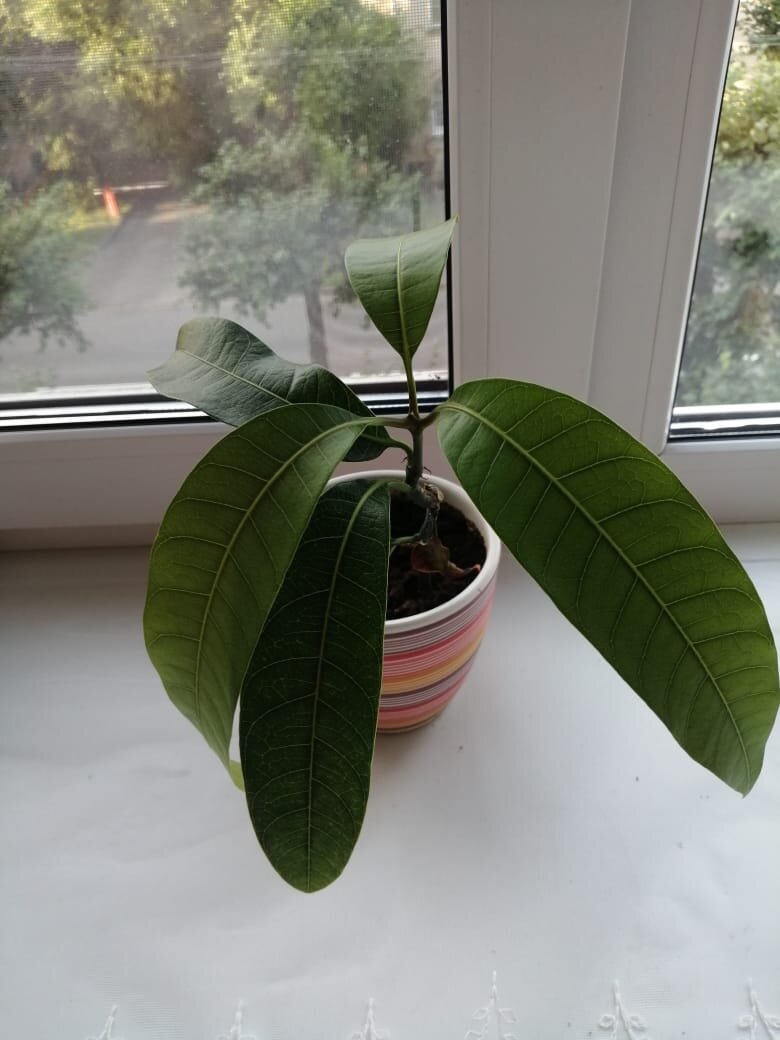 Вот так выглядит семечко манго через два месяца после посева.