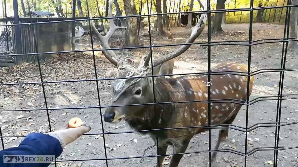 Фото: Хабаровский зоопарк