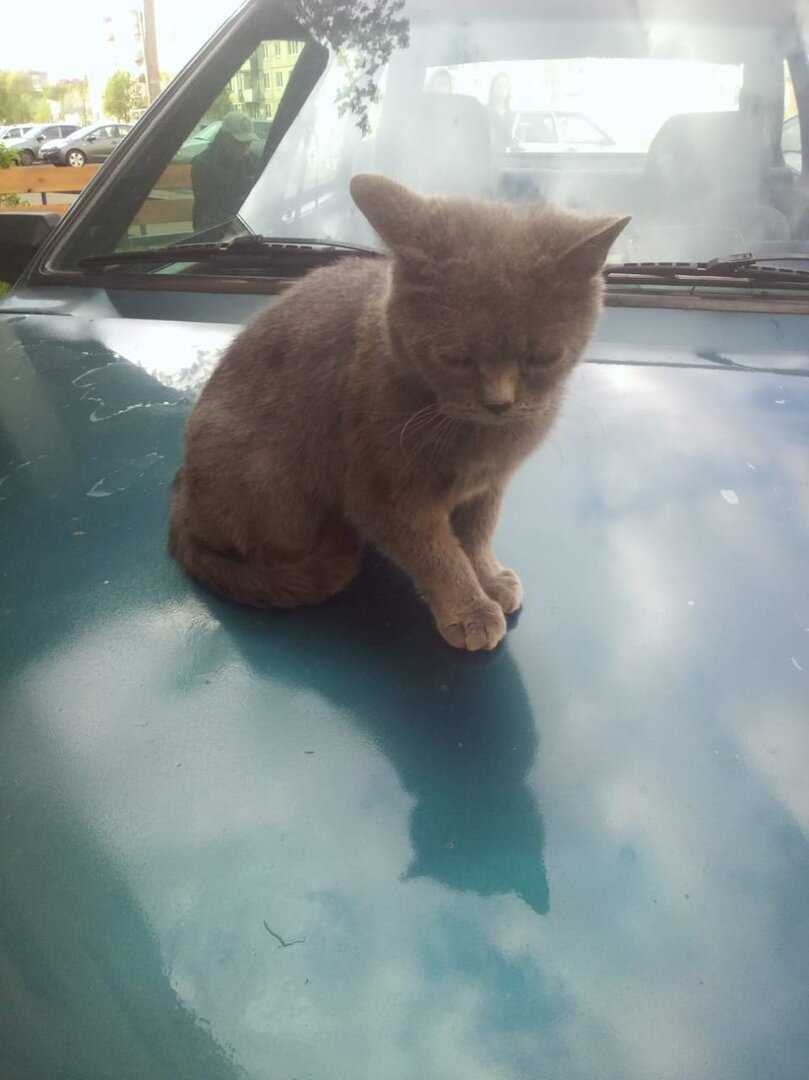 Кошка Грейс найдена в мае, дома с июля