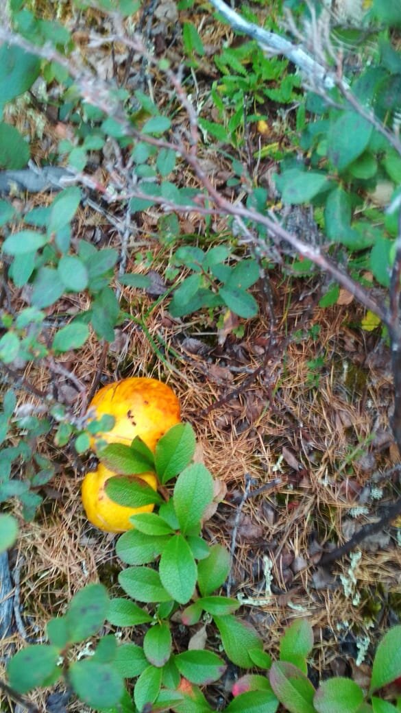 Жёлтый маслёнок