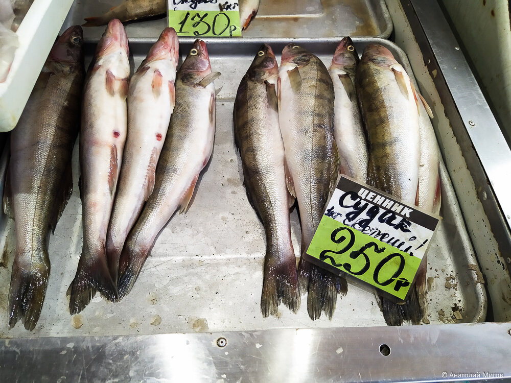 Рыбный рынок в Крыму. Какую свежую рыбу можно купить в середине августа и за какую цену?