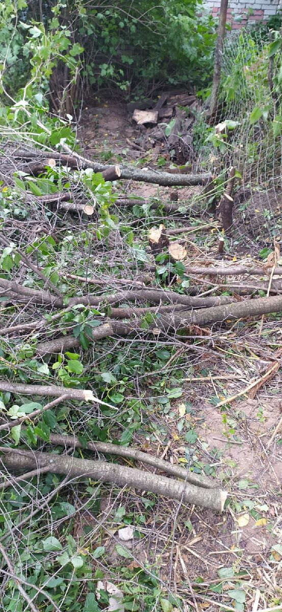 Спилили вишню