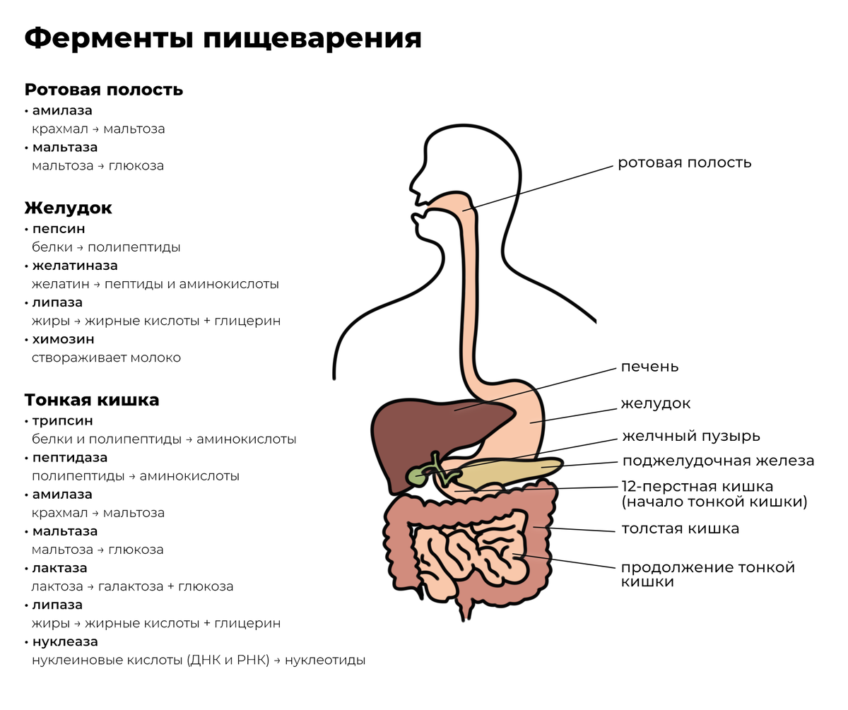 Полость суть. Ферменты пищеварительной системы схема. Функции пищеварительной системы схема. Пищеварительная система анатомия человека ферменты. Пищеварительная система человека схема с ферментами.