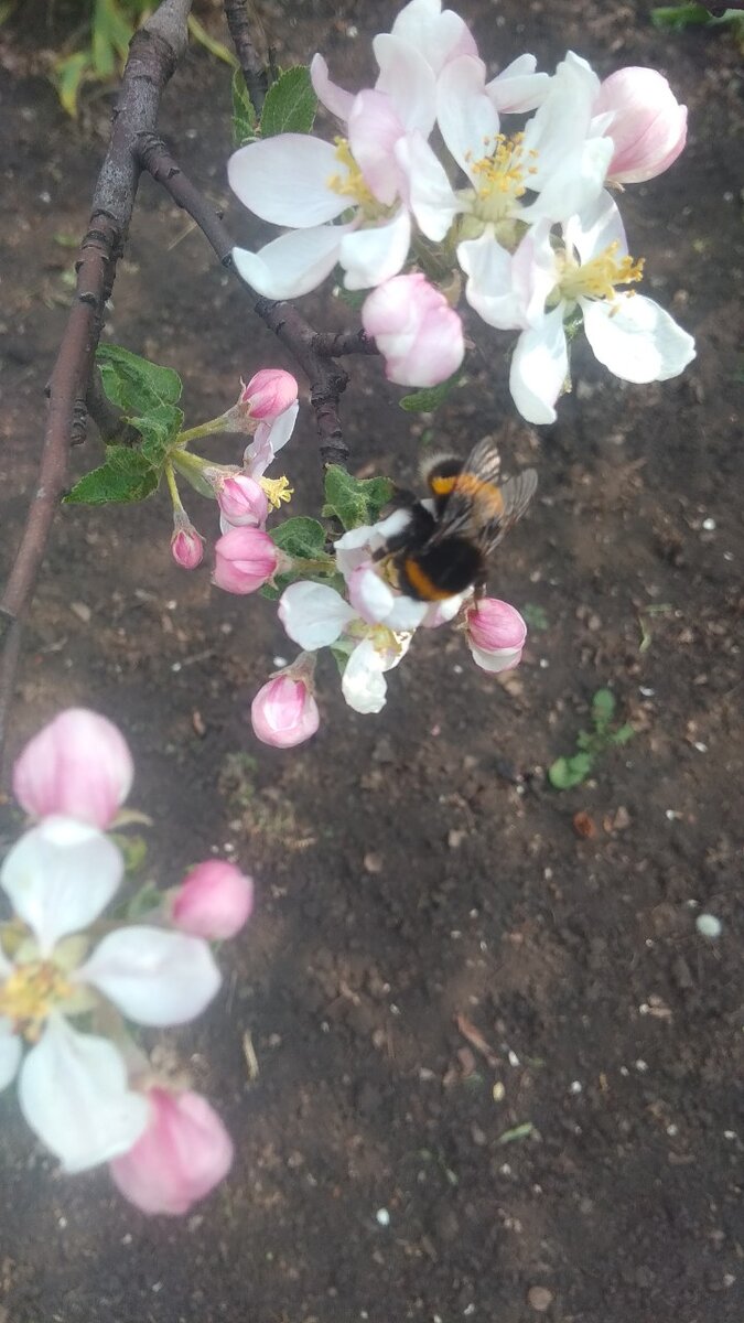 Шмель работает