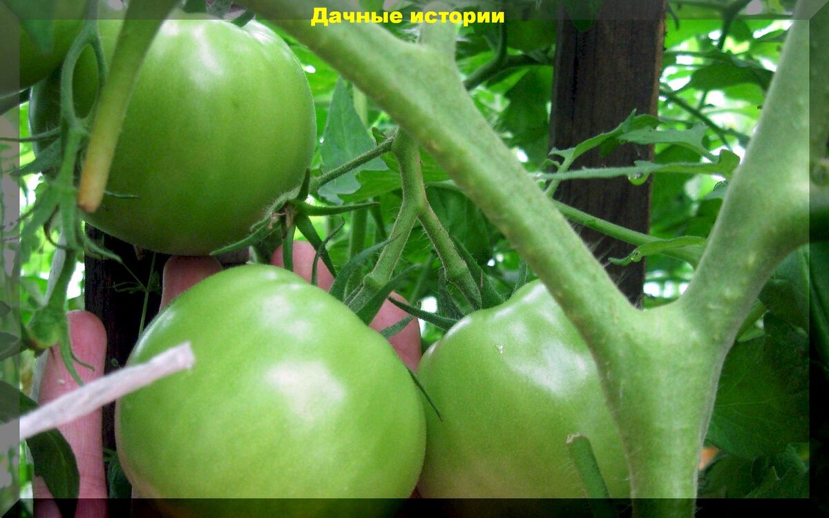 https://vk.com/photo-159774511_457244132