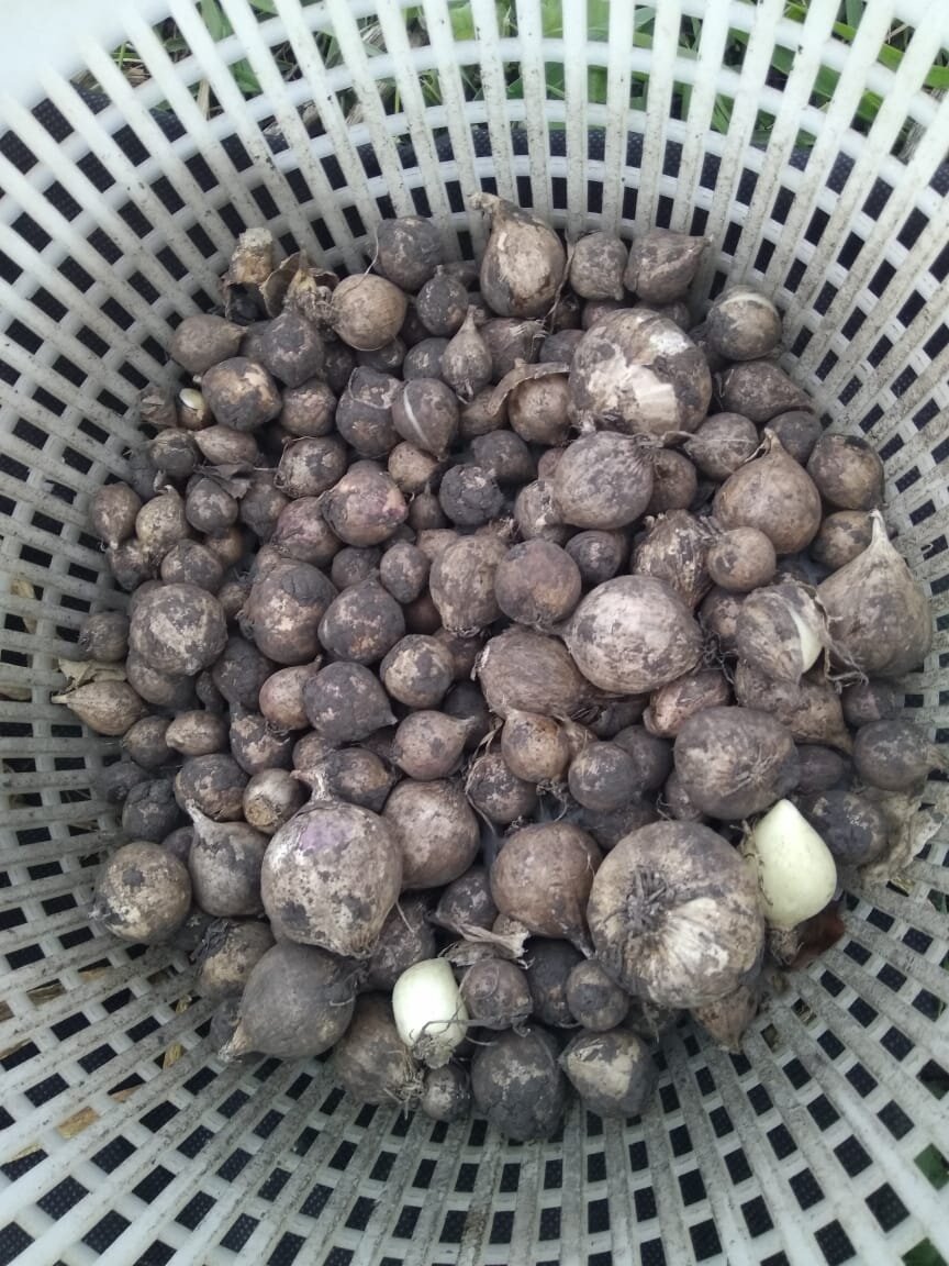 Чеснок первого года