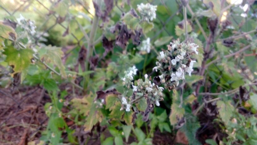 Кошачья мята перецветает. Фото автора
