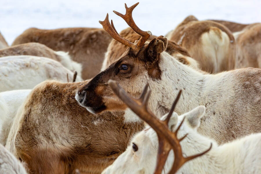 Северные олени — это жизнь народов Крайнего Севера