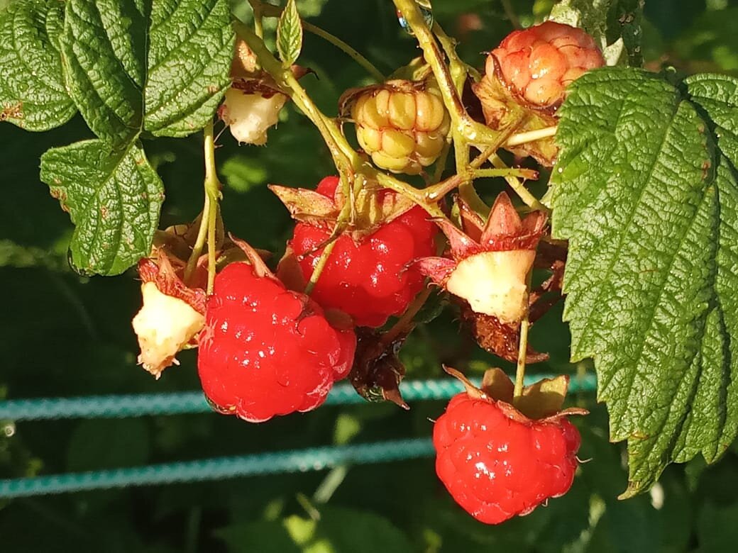 Фото из архива нашего друга Александра Гаваева.  Сладко, правда? 
