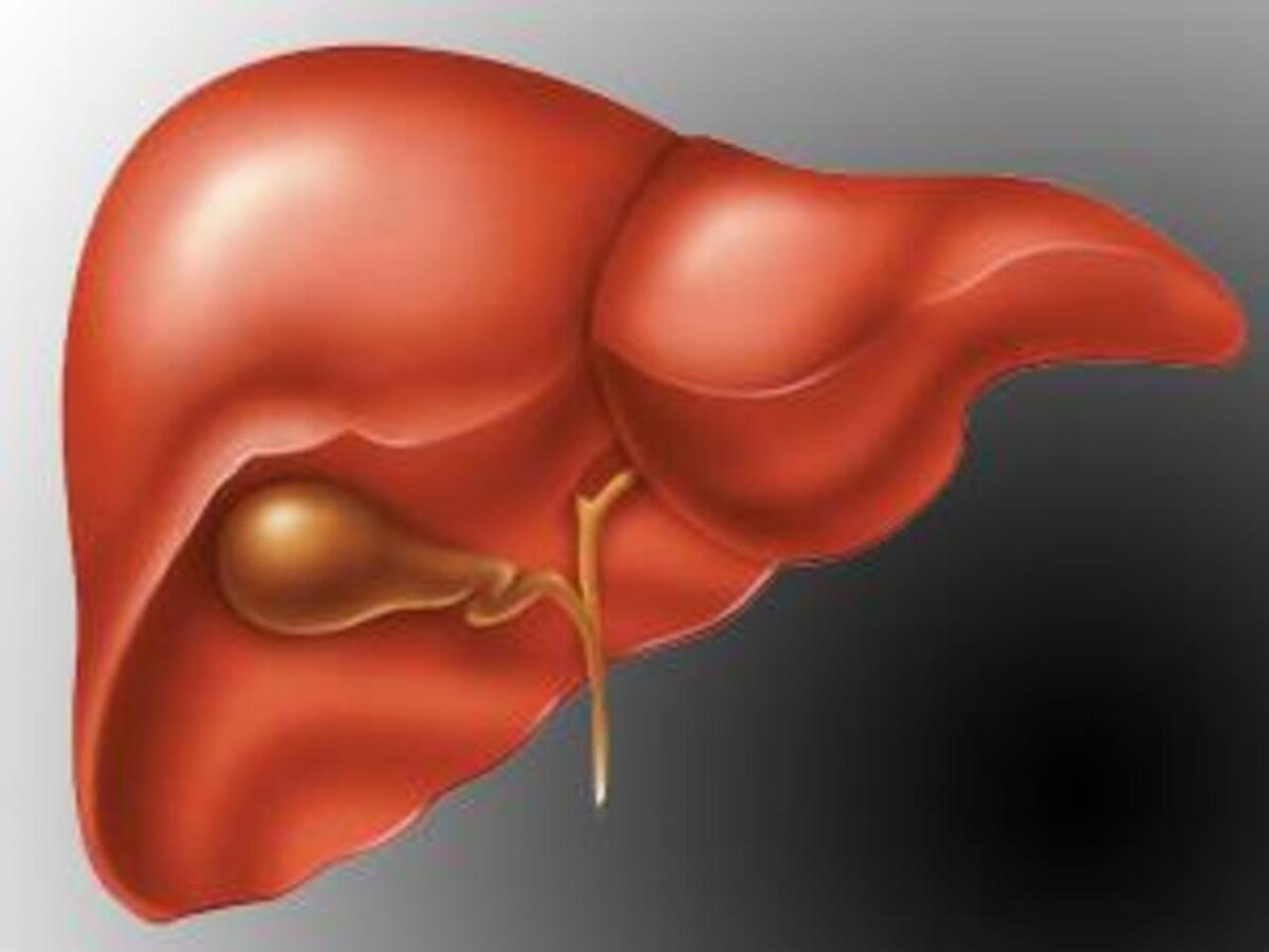 Изображение тела человека печень