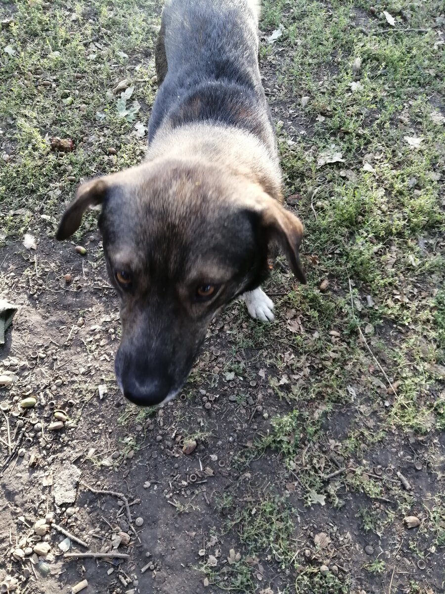 СОБАКА ЭТО САМОЕ БОЛЬШОЕ КОЛИЧЕСТВО 