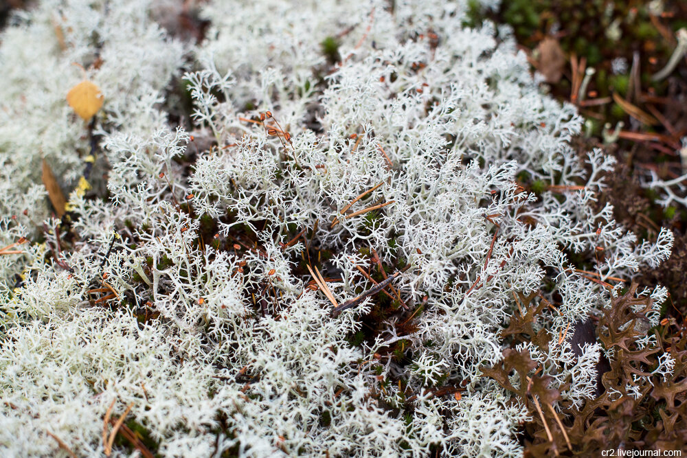 лишайник ягель. белый мох сфагнум. белый мох ягель. белый мох сфагнум. ягель олений мох.