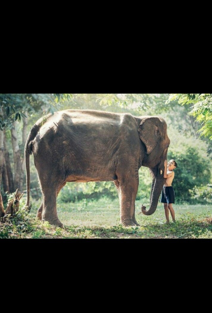 Слоны могут определить ваш пол,возраст и этническую пренадлежность по голосу 