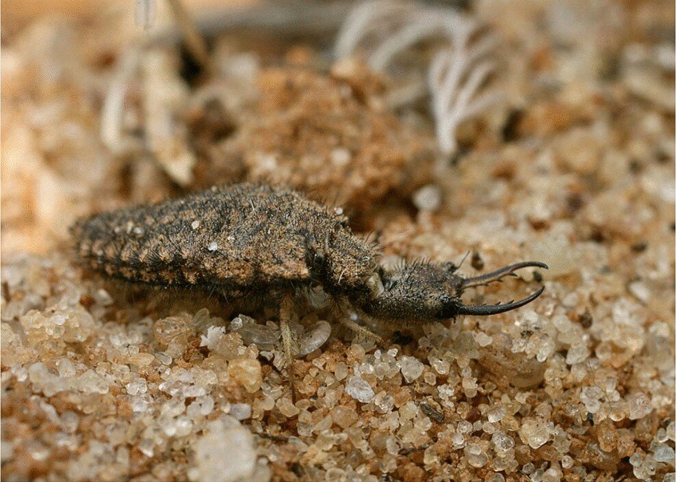 Фото взято из сети Интернет.