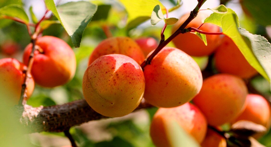 Это абрикоса. Вкусная и мне полезная. Растет дерево у нас во дворе. Я так рада! Все лето ем абрикосы!