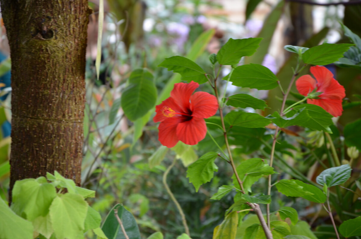 Фото из личного архива (ботанический сад)