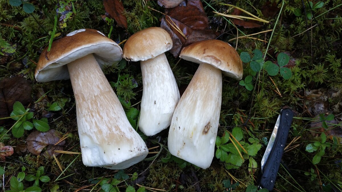 Fresh Wild Cep Mushrooms in kg from Real Foods