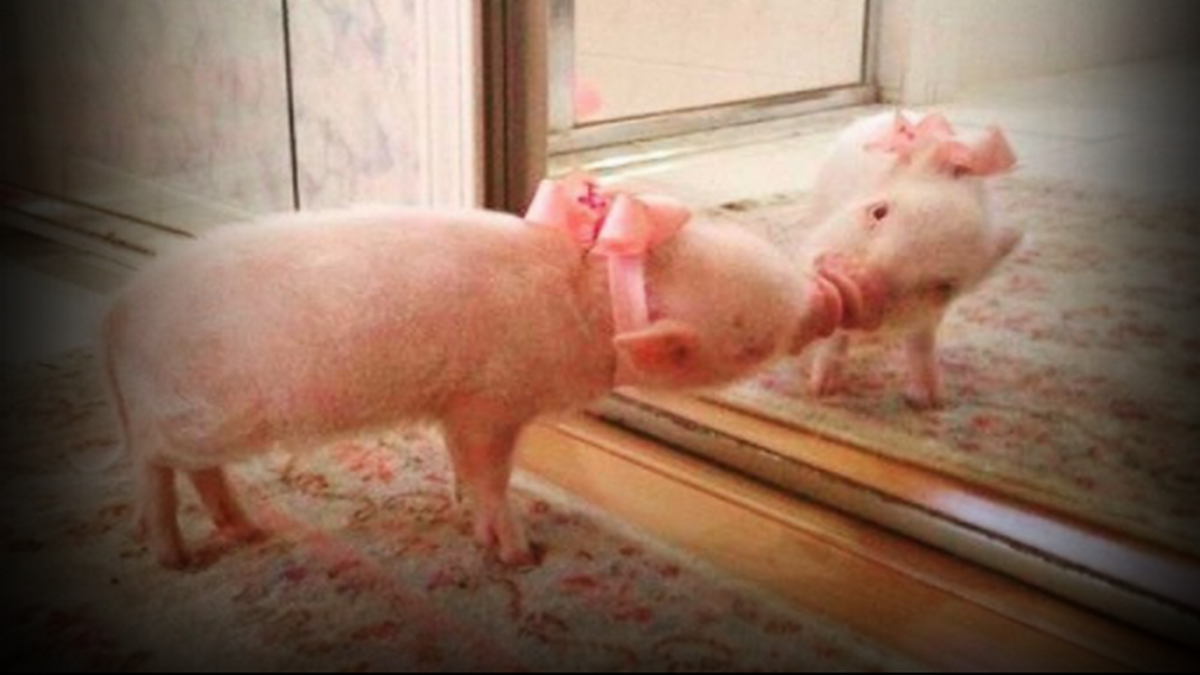 Подписывайтесь на канал и ставьте лайки - этим вы помогаете каналу развиваться. Спасибо