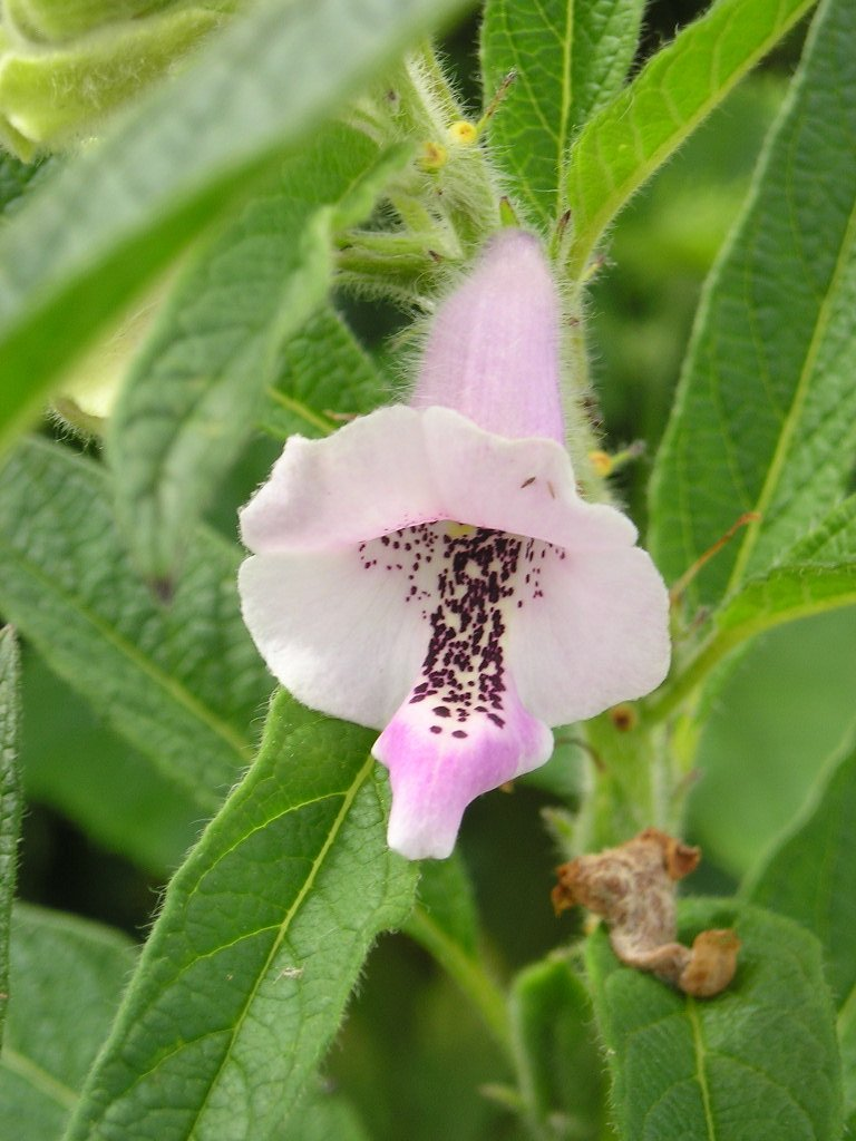 Фото с сайта botanichka.ru