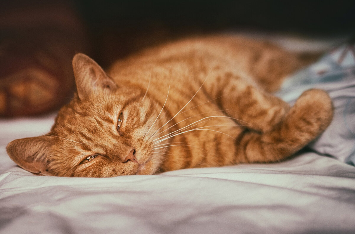 Мордашка довольного котейки (фото из Интернета)