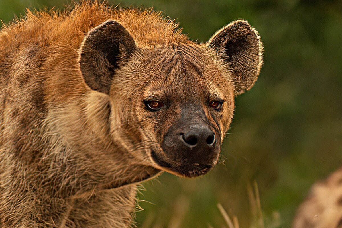 Рутуб животные. Путь домой 2019. Путь домой фильм 2019. Дорога домой фильм 1993. Улыбка коровы.