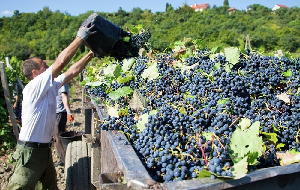 Уборка винограда в аграрных хозяйства Крыма. Фото: travelcrimea.com