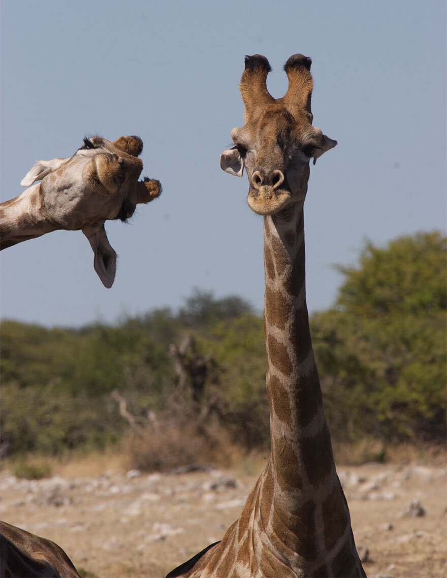 Фото: comedywildlifephoto
