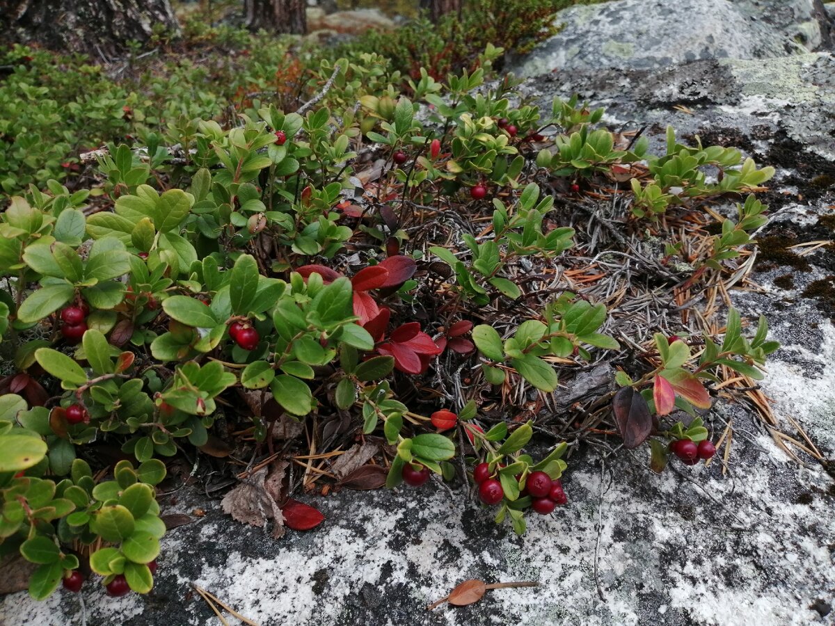 Во брусника дзен. Брусника обыкновенная (Vaccinium Vitis-idaea). Брусника обыкновенная фармакопея. Брусника обыкновенная ГФ. Брусни́ка обыкновенная.