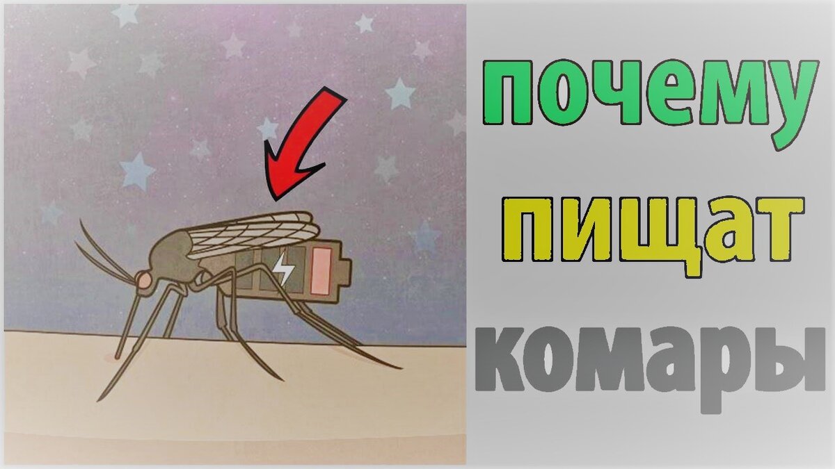 Жужжание комара. Комар пищит. Почему комары пищат. Звук комара. Какой звук издает комар.