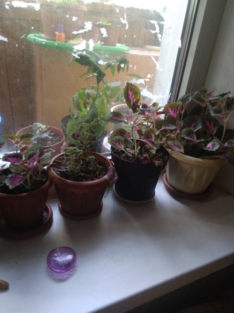 на улице еще остался один помидор и несколько гераней, как раз сегодня вышло солнышко