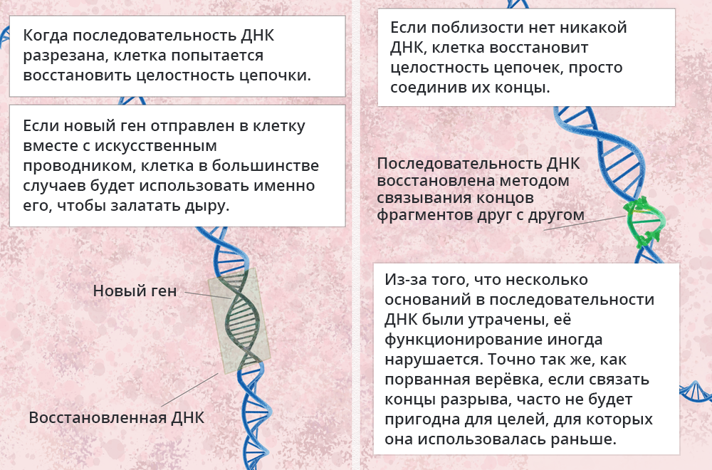 Проба-рапид-генетика что показывает. Генетический анализ новосибирск. Молекулярно-генетическое исследование показатели. Спортивная генетика результаты анализа. Генетический анализ новосибирск.